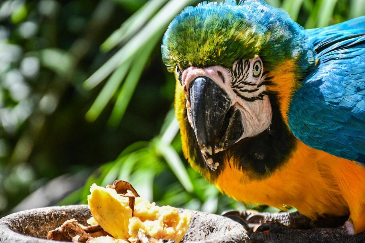 Reserva Biologica Caoba Bonda Eksteriør billede